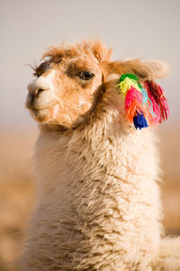 Alpaca in a oasis in the atacama desert, tambillo, atacama desert, chile, south america