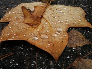 Close-up of wet maple leaf during autumn