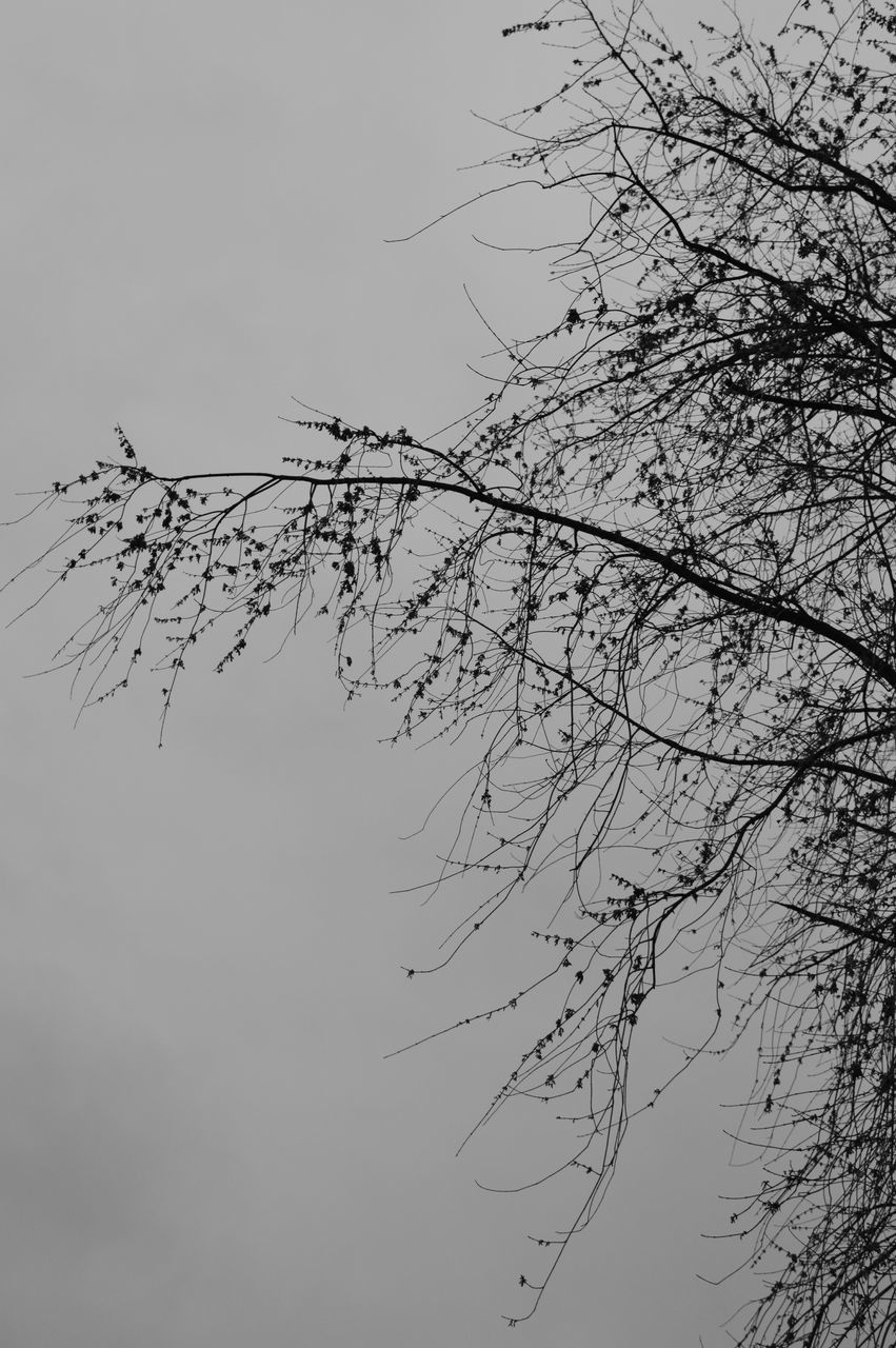 LOW ANGLE VIEW OF BRANCH AGAINST SKY