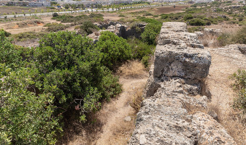 High angle view of trees on land