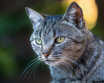 Close-up of a cat looking away