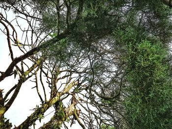 Low angle view of trees in forest