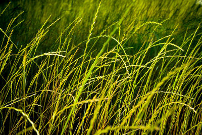 Close-up of grass growing on field