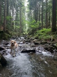 View of dog in stream in forest