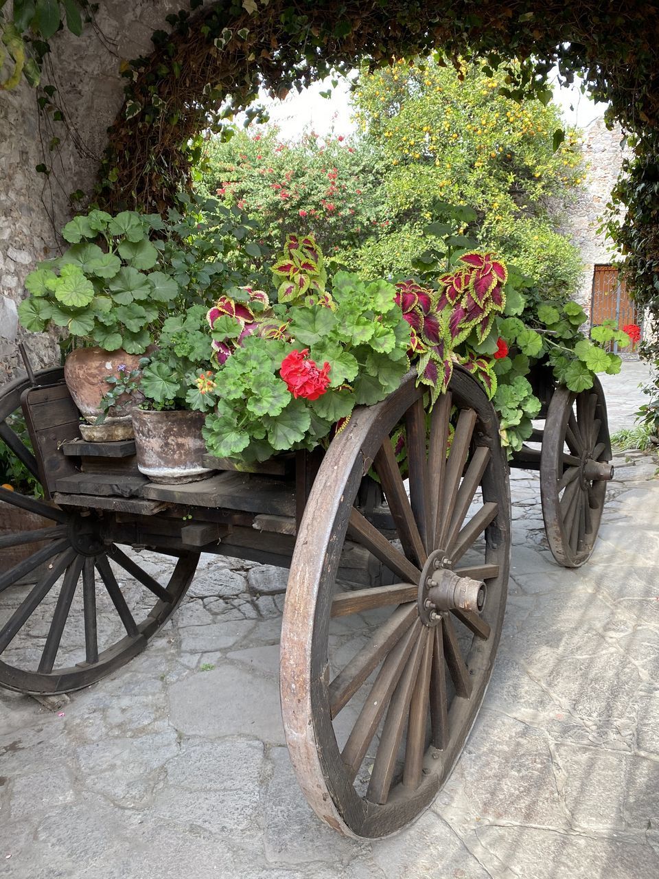 VIEW OF POTTED PLANTS IN BACKYARD