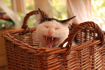 Close-up of kitten in basket