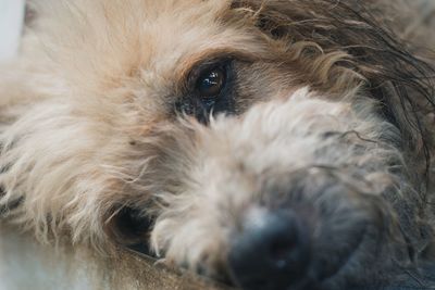 Close-up portrait of dog