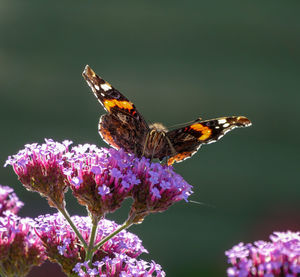 Close-up of butterfly pollinating on purple flower