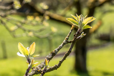 Close-up of flowering plant