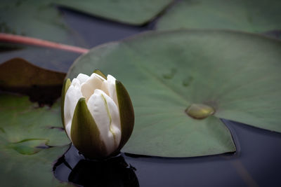 Close-up of lotus water lily in pond