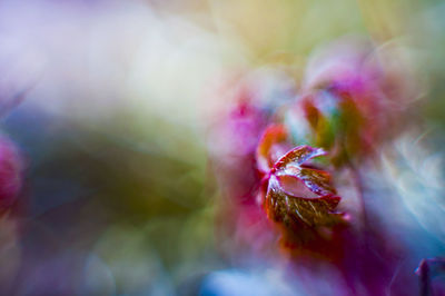 Close-up of flower