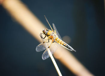 Close-up of dragonfly