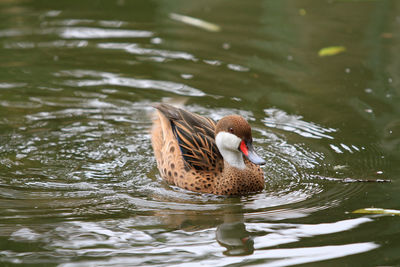 Duck swimming on lake