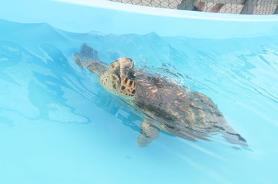 Turtle swimming in sea