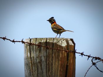 Bird perching on wooden post against sky