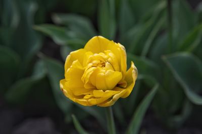 Close-up of yellow rose