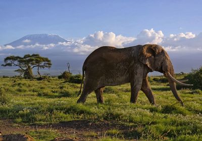 Side view of elephant standing on field against sky