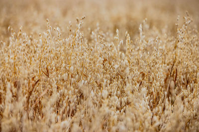 Close-up of wheat field