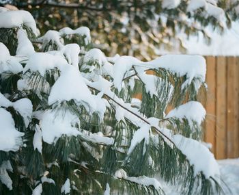 Close-up of snow on tree during winter