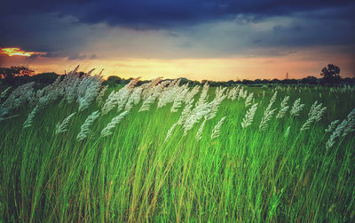 Crops growing on field against sky during sunset