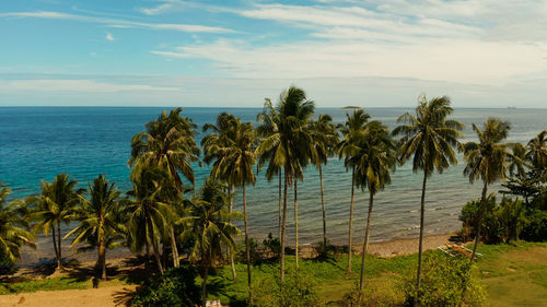 Rice field with yellowish green grass, on the background of blue sea, sky, cloud. 