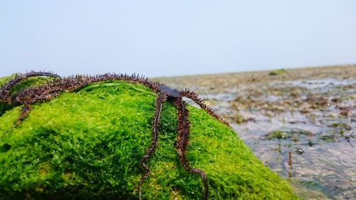 Close-up of moss on sea shore against clear sky