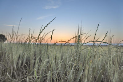 Crops growing on field against sky during sunset