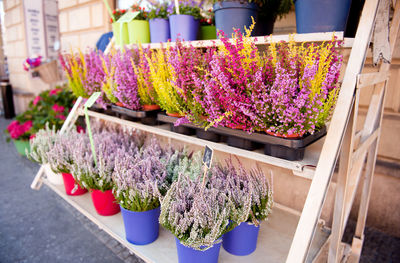 Close-up of flowers for sale in market