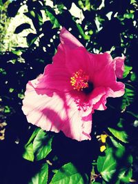 Close-up of pink flower blooming outdoors