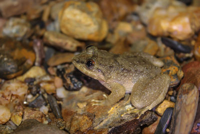 Close-up of frog on rock