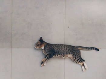 High angle view of tabby cat sleeping on tiled floor