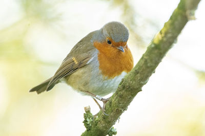 Close-up of bird perching on branch