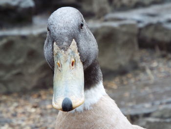 Close-up of duck