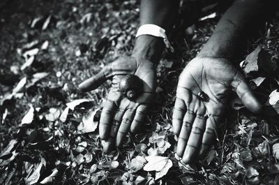 High angle view of hands holding leaves