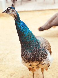 Close-up of hand holding bird