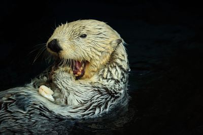 Close-up of sea otter swimming in water on black background