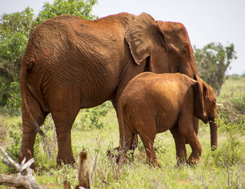 Elephant standing on field against sky