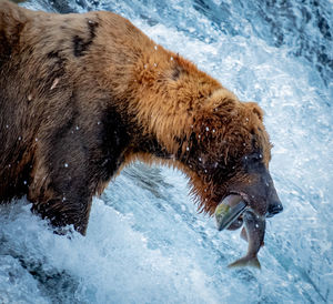 Bear hunting fish in sea