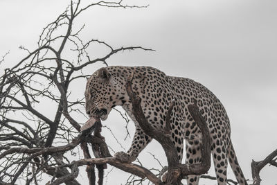 Low angle view of cat on tree against sky