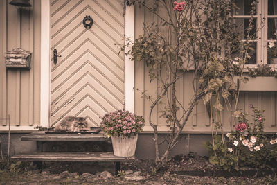 Flower plants against built structure