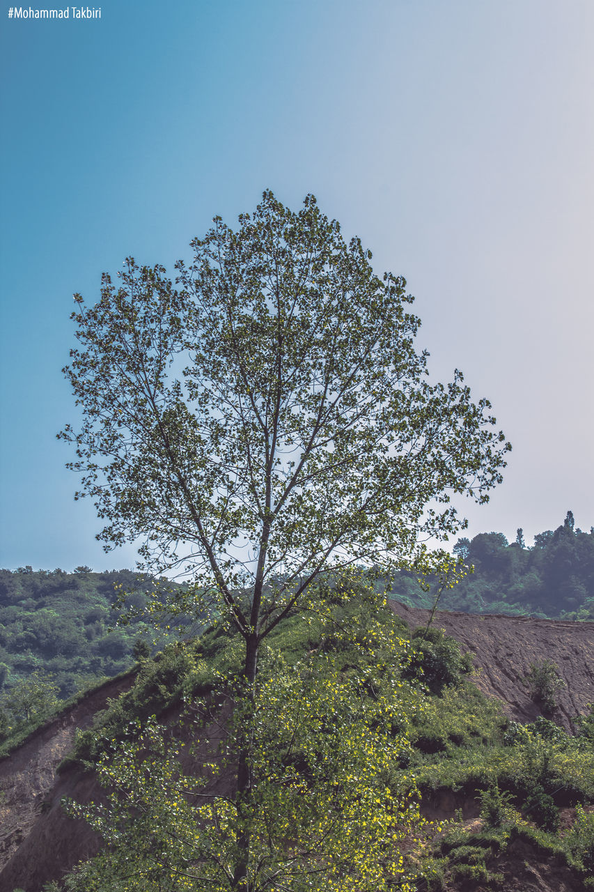 clear sky, tree, tranquility, landscape, tranquil scene, growth, nature, field, beauty in nature, scenics, grass, non-urban scene, green color, copy space, day, plant, sky, remote, branch, outdoors