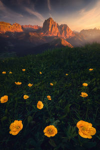 Scenic view of field against sky during sunset