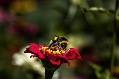 Close-up of bee pollinating on flower
