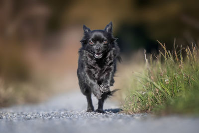 Portrait of black dog running on footpath