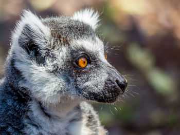 Close-up portrait of an animal