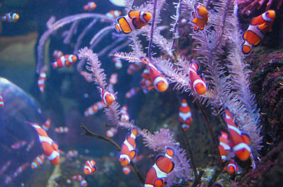 Clown fish swimming in sea