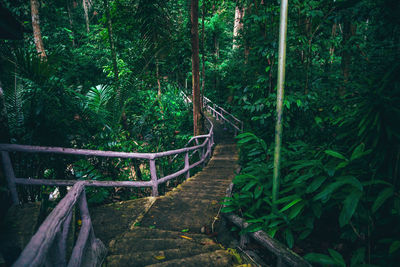 Long stairs going deep into the green rainforest