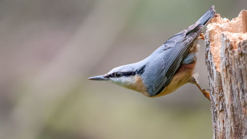 Close-up of bird perching on a tree