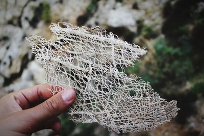 Cropped hand holding dried honeycomb