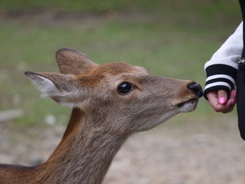 Close-up of deer licking woman hand
